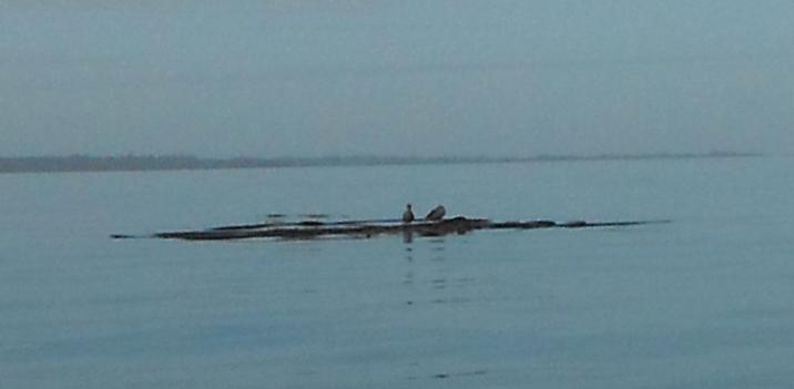 5 wild life -sea birds 4.jpg